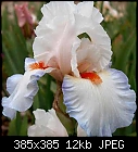 Iris Pictures From Chelsea Garden Show-romance_167960a.jpg