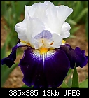 Iris Pictures From Chelsea Garden Show-noctambule_167955a.jpg