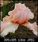Iris Pictures From Chelsea Garden Show-jeladore_167951a.jpg