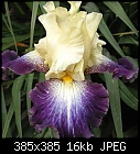 Iris Pictures From Chelsea Garden Show-funambule_167944a.jpg