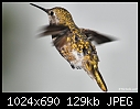 Hummingbird turns back to me-hummingbird-turns-back-me.jpg