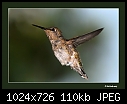 Click image for larger version

Name:	Fem Anna's in flight.jpg
Views:	243
Size:	110.2 KB
ID:	5746