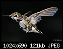 Click image for larger version

Name:	Imm Male Anna's in flight.jpg
Views:	257
Size:	121.3 KB
ID:	5748
