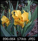 -golden-yellow-iris.jpg