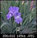 -light-blue-iris.jpg