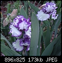 -purple-picotee-iris.jpg