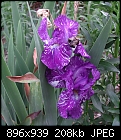 -purple-wihte-iris.jpg