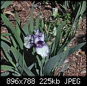-small-purple-picotee-iris.jpg