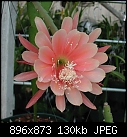Click image for larger version

Name:	Epiphyllum King Midas.jpg
Views:	2890
Size:	130.2 KB
ID:	5759