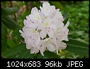 2007-05-28-B - Rhododendron_5374.jpg-rhododendron_5374.jpg