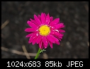 Click image for larger version

Name:	Pyrethrum_5357.jpg
Views:	305
Size:	85.1 KB
ID:	5782