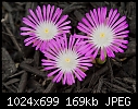 Click image for larger version

Name:	Delosperma_5361_1.jpg
Views:	231
Size:	169.3 KB
ID:	5783