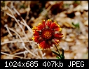 -wildflower-%40-zion.jpg