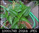 Unknown Herb-1 - attached files (1/3)-herb-1a.jpg