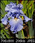 A hot day - Snapshots from the garden-_rel5702ppemail.jpg