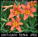 Click image for larger version

Name:	Daylilies_0002.JPG
Views:	296
Size:	514.9 KB
ID:	5831