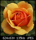 -rose-aboutface-dsc00944.jpg