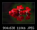Red Geranium-b-0493-geranium-05-06-07-20-90.jpg