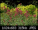 Today's Garden  - Centranthus_5396.jpg-centranthus_5396.jpg