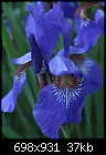 What kind of Iris? - Iris.jpg (1/1)-iris.jpg