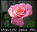 Sunlit Rose - 1 attachment-sunlit-rose.jpg