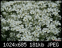 -white-wildflowers.jpg
