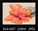 -b-0782-hibiscus-10-06-07-20-90.jpg