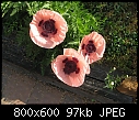 Click image for larger version

Name:	Poppy1712-8x6.jpg
Views:	213
Size:	97.4 KB
ID:	5912