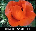 Click image for larger version

Name:	Poppy1767-8x6.jpg
Views:	262
Size:	54.7 KB
ID:	5913