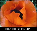 Click image for larger version

Name:	Poppy1769-8x6.jpg
Views:	237
Size:	43.2 KB
ID:	5914