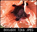 Some Poppy Pix 4-poppy1772-8x6.jpg