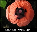 Some Poppy Pix 5-poppy1785-8x6.jpg