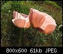 Some Poppy Pix 6-poppy1786-8x6.jpg