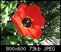 -tulip1501-8x6.jpg