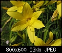 Daylily 2-hemerocallis1770-8x6.jpg