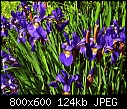 Japanese Iris 1-iris1788jgc-8x6.jpg