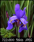 Japanese Iris 2-irisj1759cg-8x7.jpg