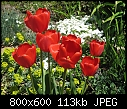 Tulips 2 repost with pic-tulip1506-8x6.jpg