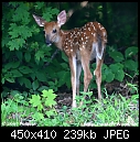 Two Acre Wood (Changes in the wind)-fawn7361.jpg