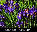 Japanese Iris 1-japanese_iris_after_monet_-8x6.jpg