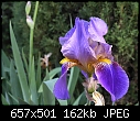 Iris - iris.JPG (1/1)-iris.jpg