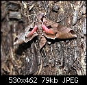 Hawk Moth - hawk moth.JPG (1/1)-hawk-moth.jpg