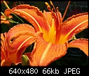 Tiger Lily - 1 attachment-tiger-lily-4.jpg