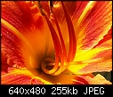 Tiger Lily 4 - 1 attachment-tiger-lily-1.jpg