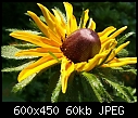 Coneflower opening - 1 attachment-cone-flower.jpg