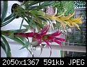 Identification please-tropical-plants-002.jpg