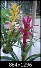 Plant identification-tropical-plants-002-small.jpg