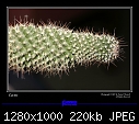 Cactus Close-ups - IMG_9787a.jpg-img_9787a.jpg