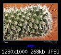 Cactus Close-ups - IMG_9780a.jpg-img_9780a.jpg