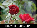 red rose-06152607www-mangl-.jpg